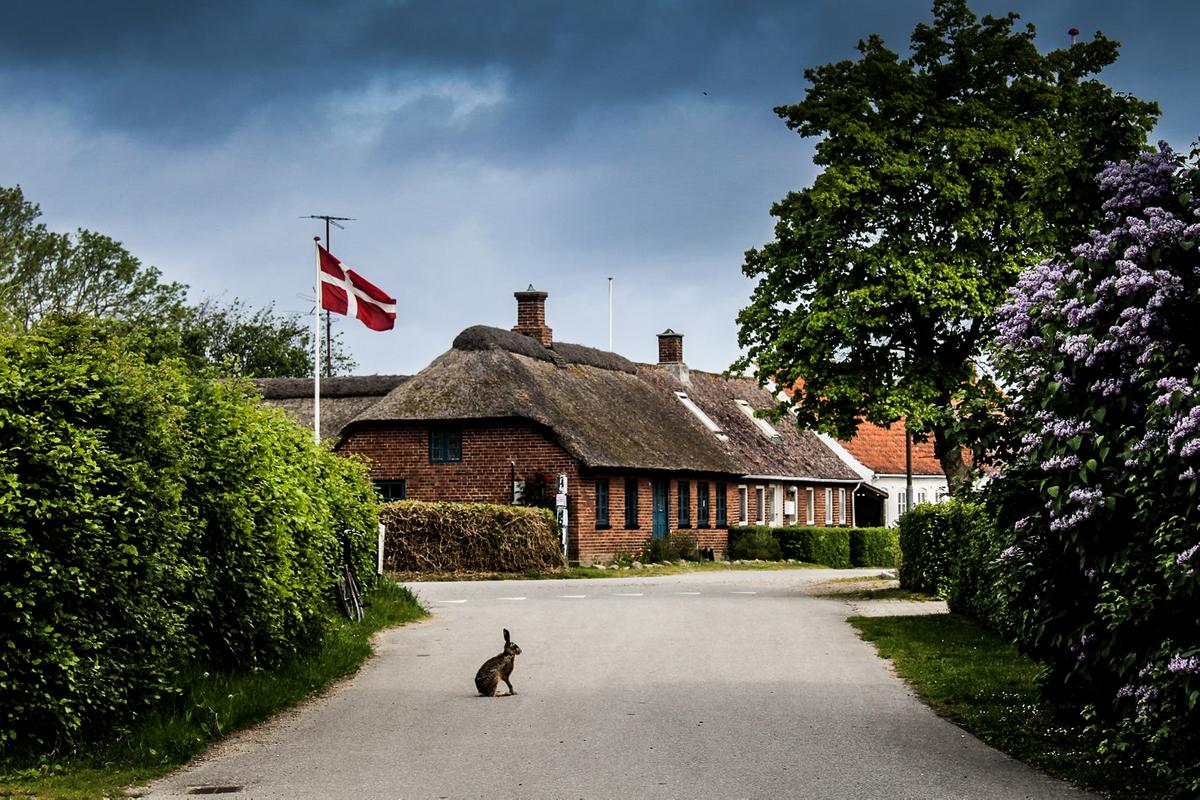 Wildes Kaninchen auf Endelave