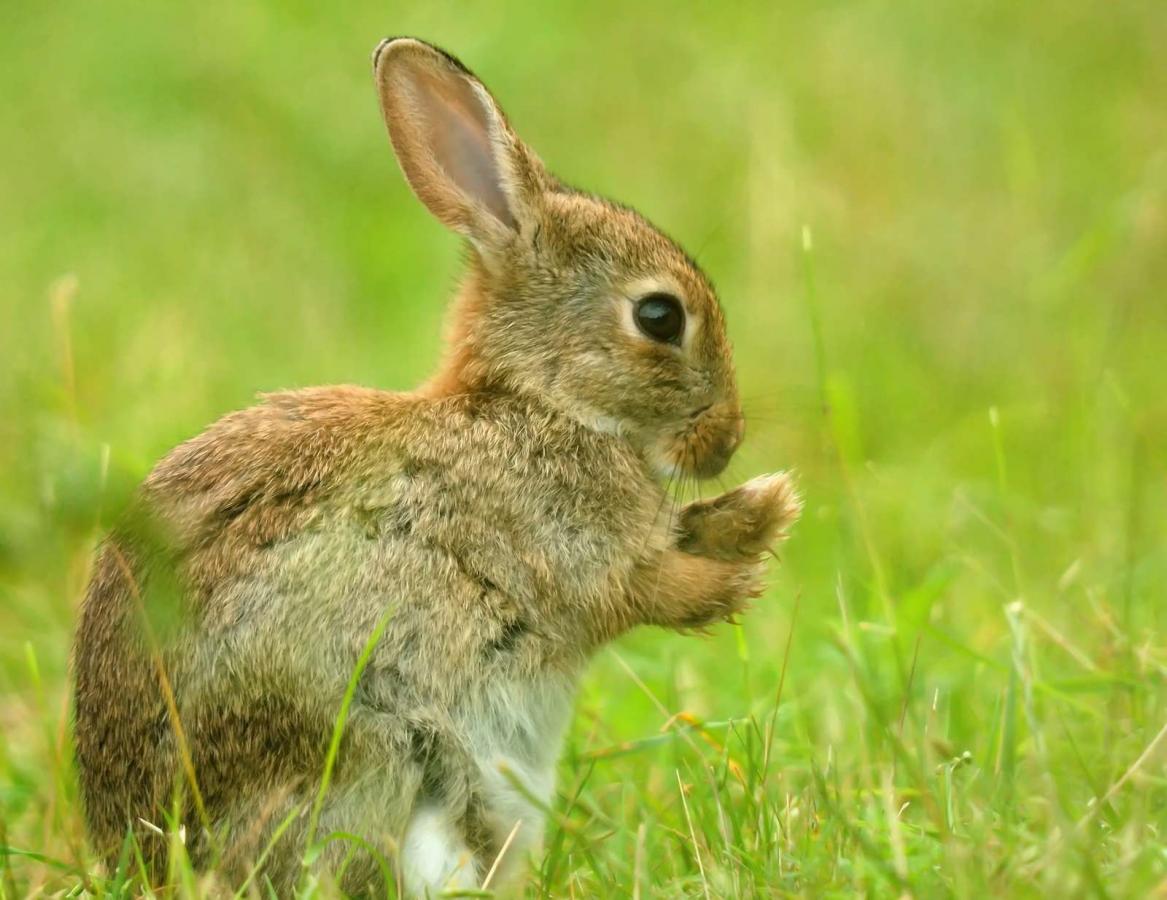 Rabbit in Endelave, Island of the Year
