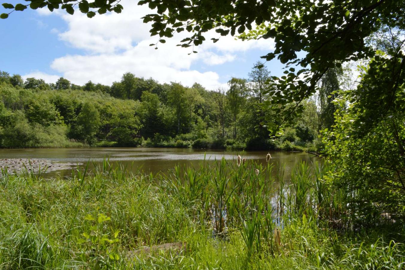 Elverdam lake in Bjerre Forest