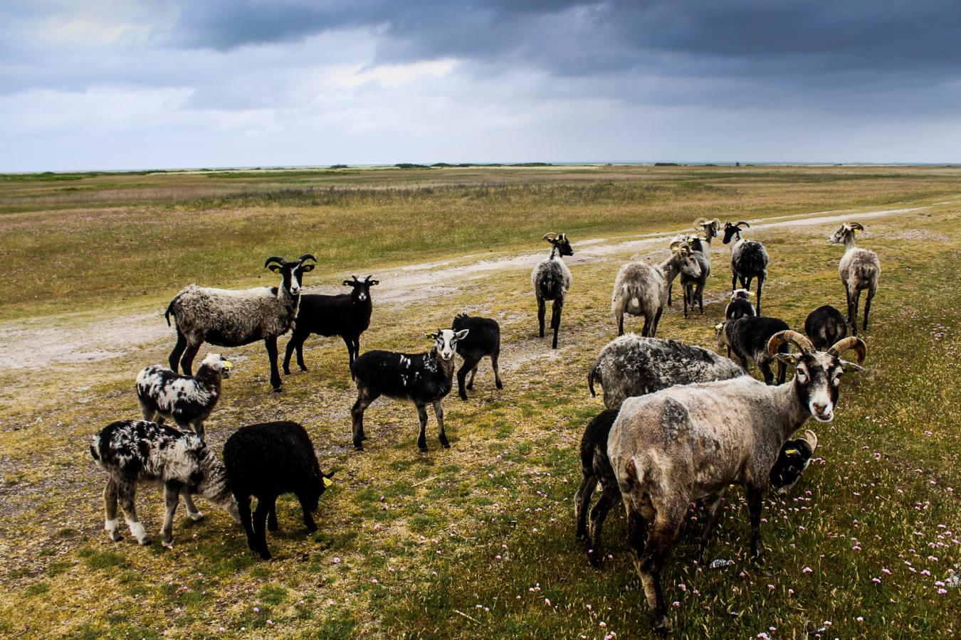 Goats eating grass on a path on Endelave