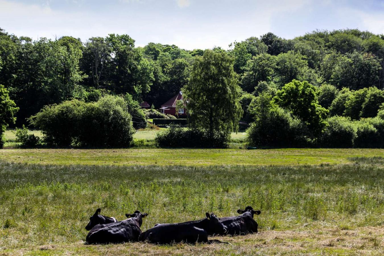 Kühe liegen bei Ørting Mose im Gras