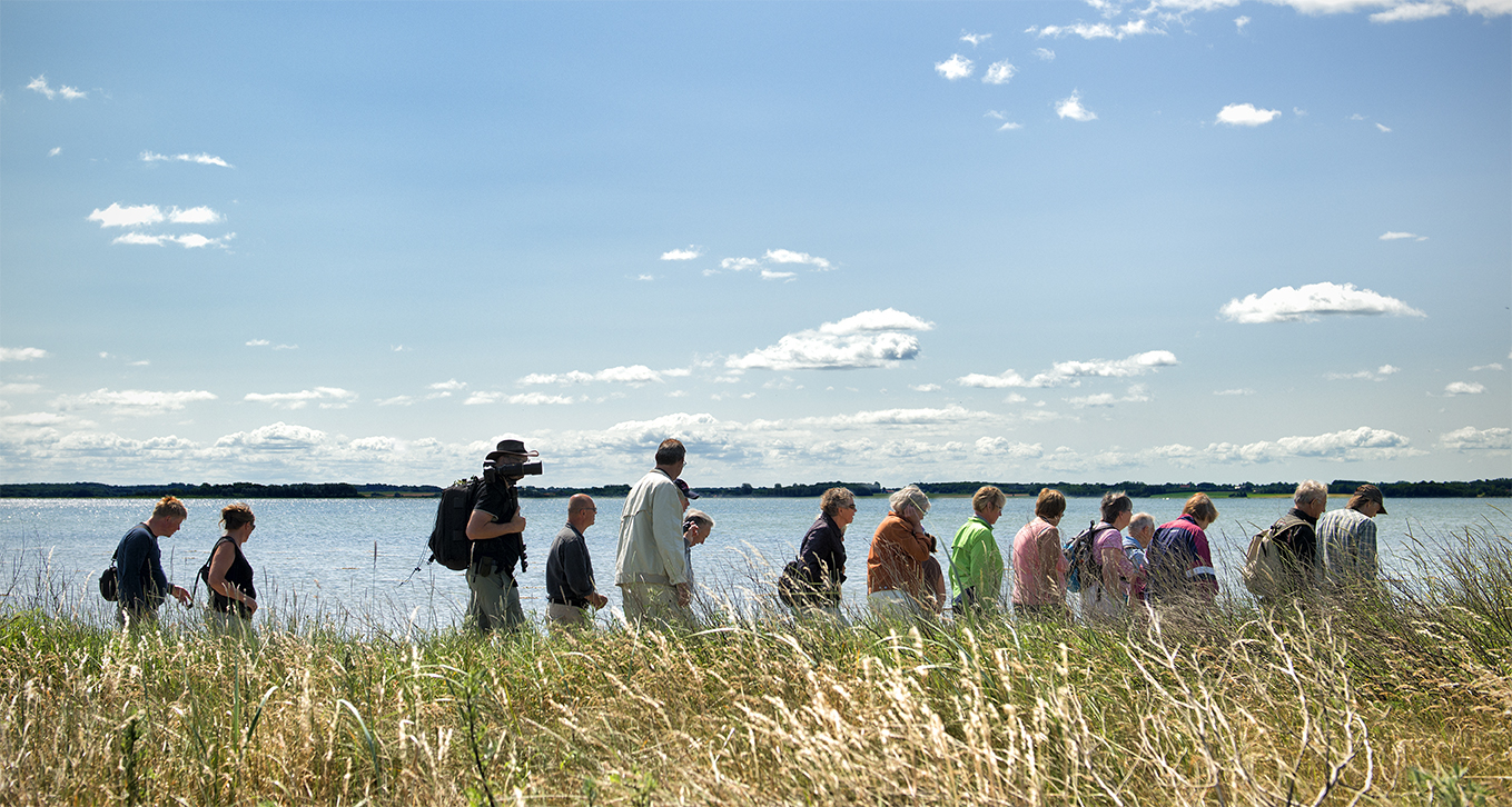 A large group walking on a guided trip along Horsens Fjord