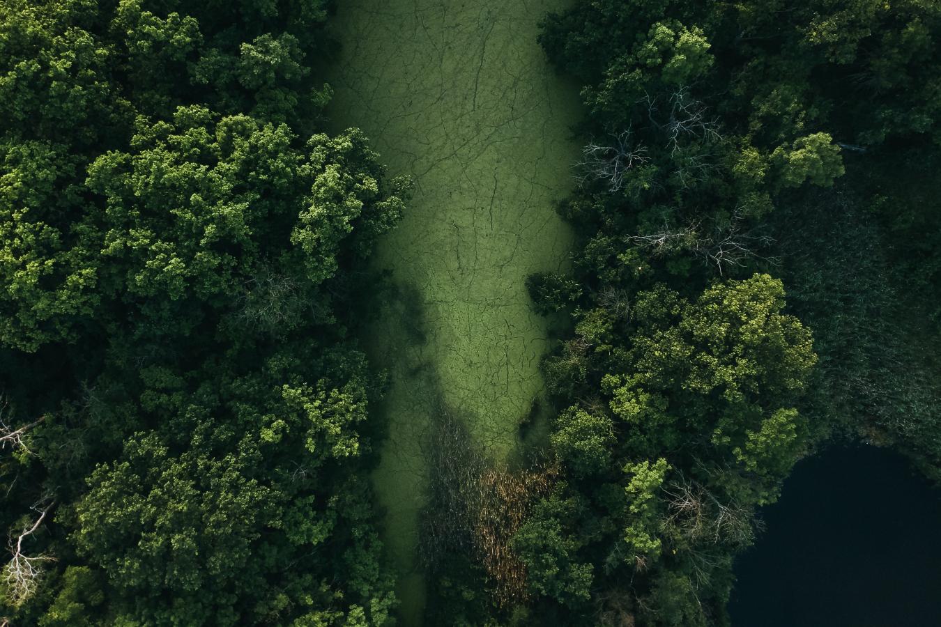 Luftbild von Wald und Moor