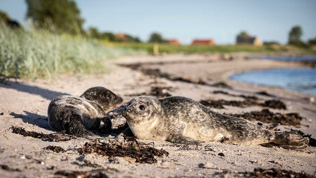 Zwei Seehunde am Strand von Hjarnø
