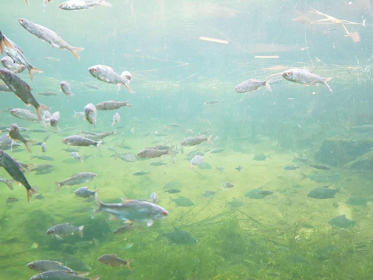 Fisk svømmer under vandet i Gudenåen