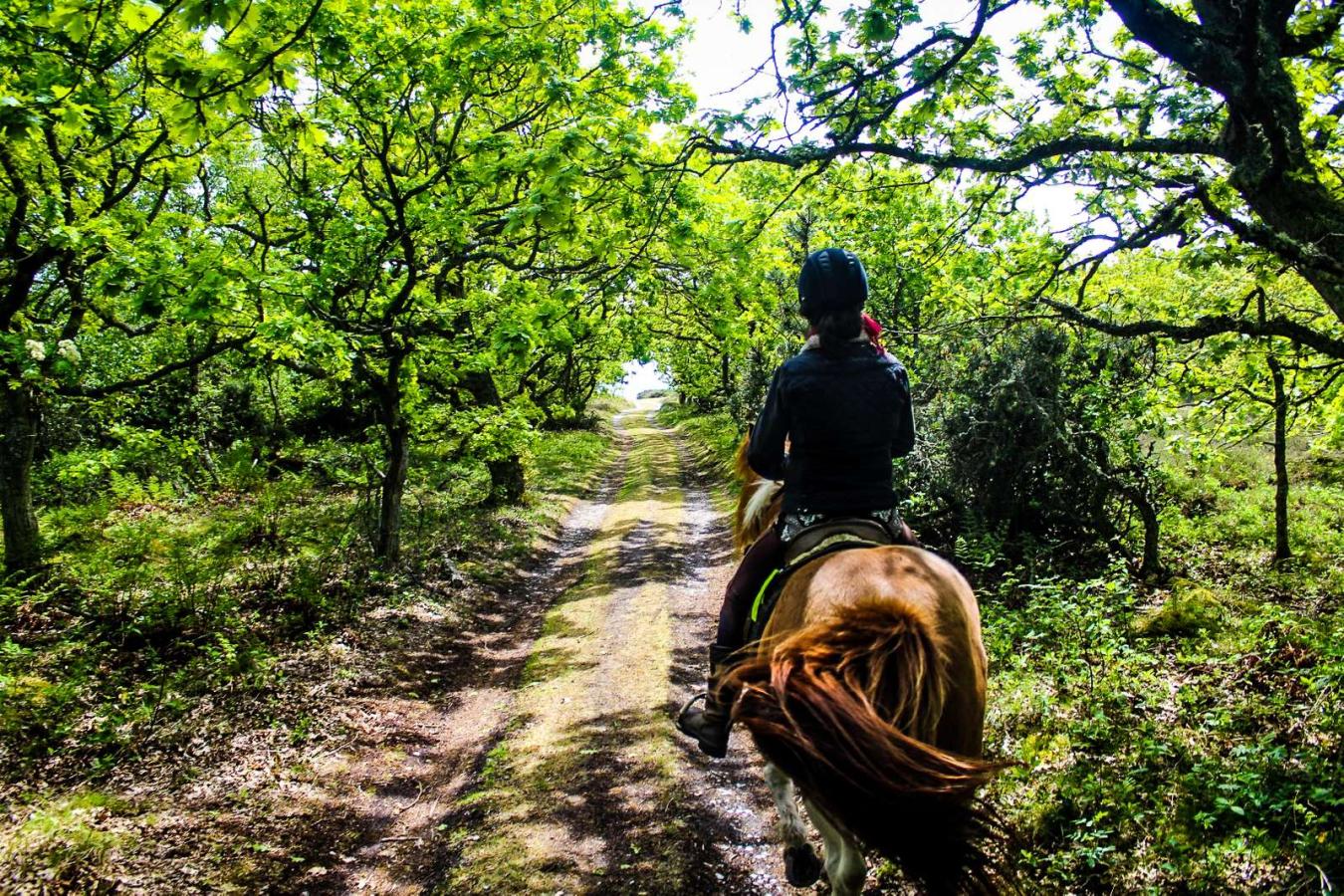 Horse riding on the rabbit island of Endelave in the East Jutland Archipelago - part of Destination Coastal Land