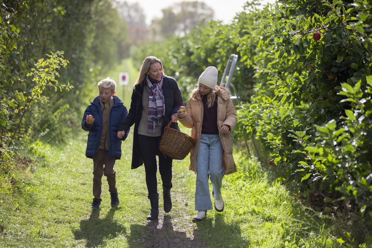 Familie på pluk selv frugt ved Karensminde Frugtplantage i Destination Kystlandet 
