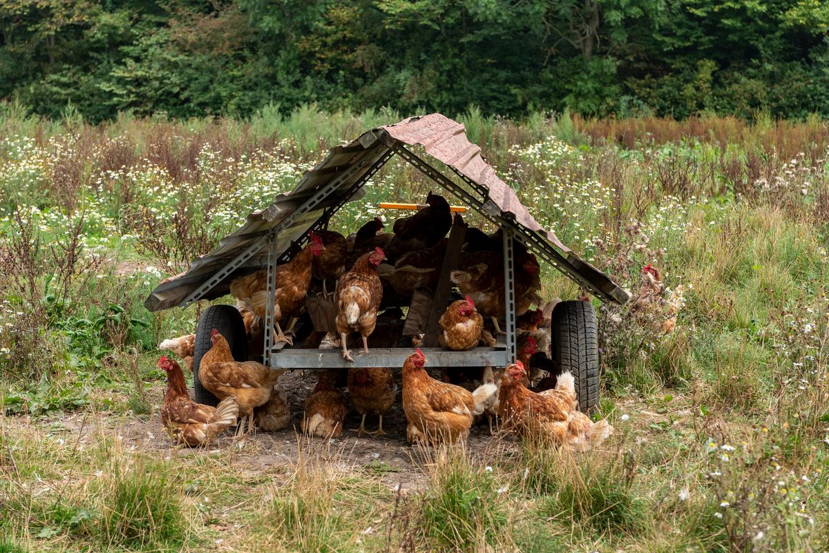 Brune høns går under et ly på en blomstermark ved gårdbutikken Fru Møllers Mølleri i Destination Kystlandet