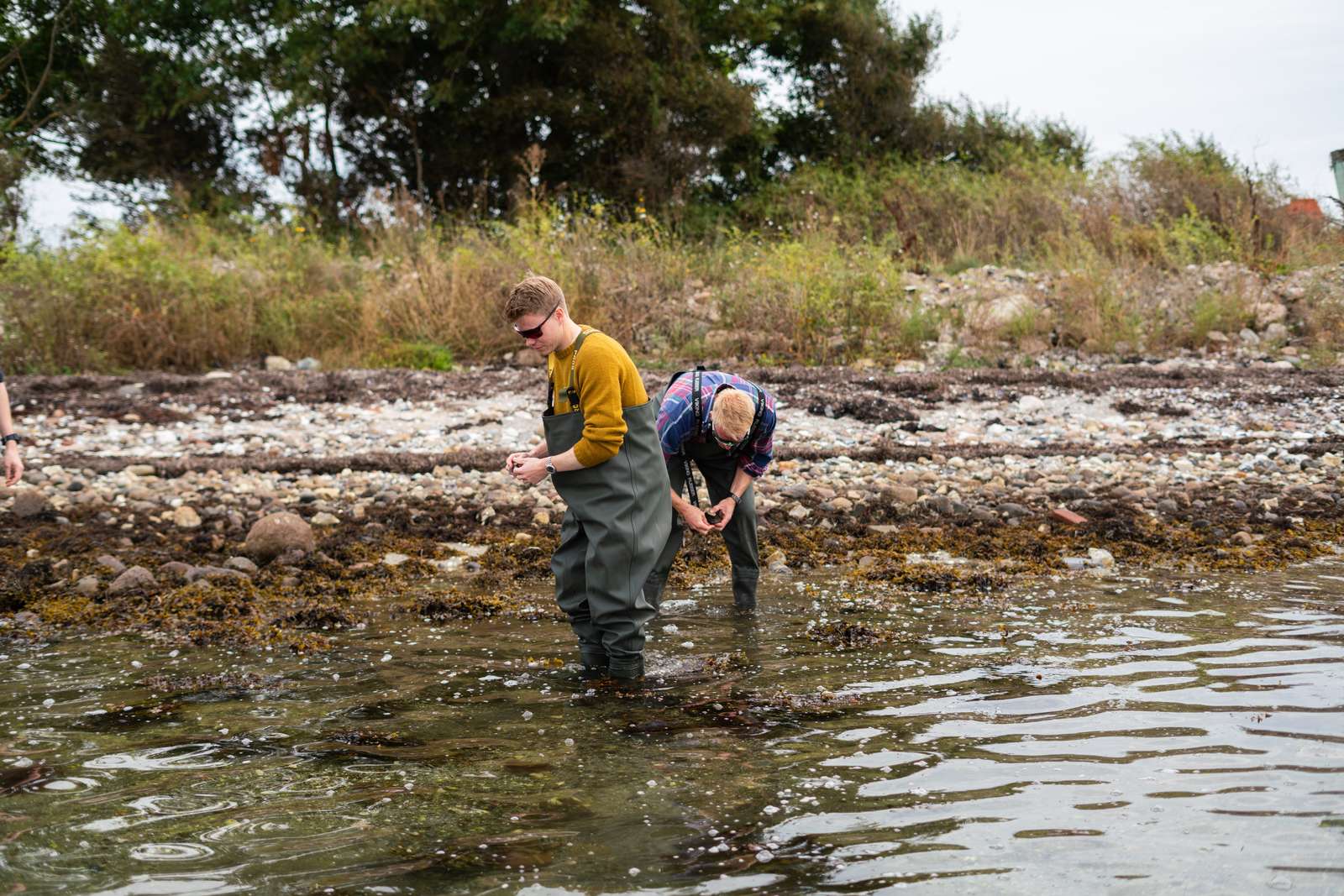 Tangsafari på Endelave