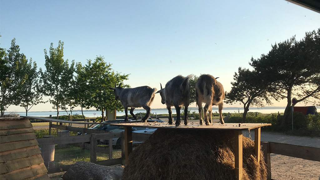Geder på et tag hos Rosenvold Strand Camping