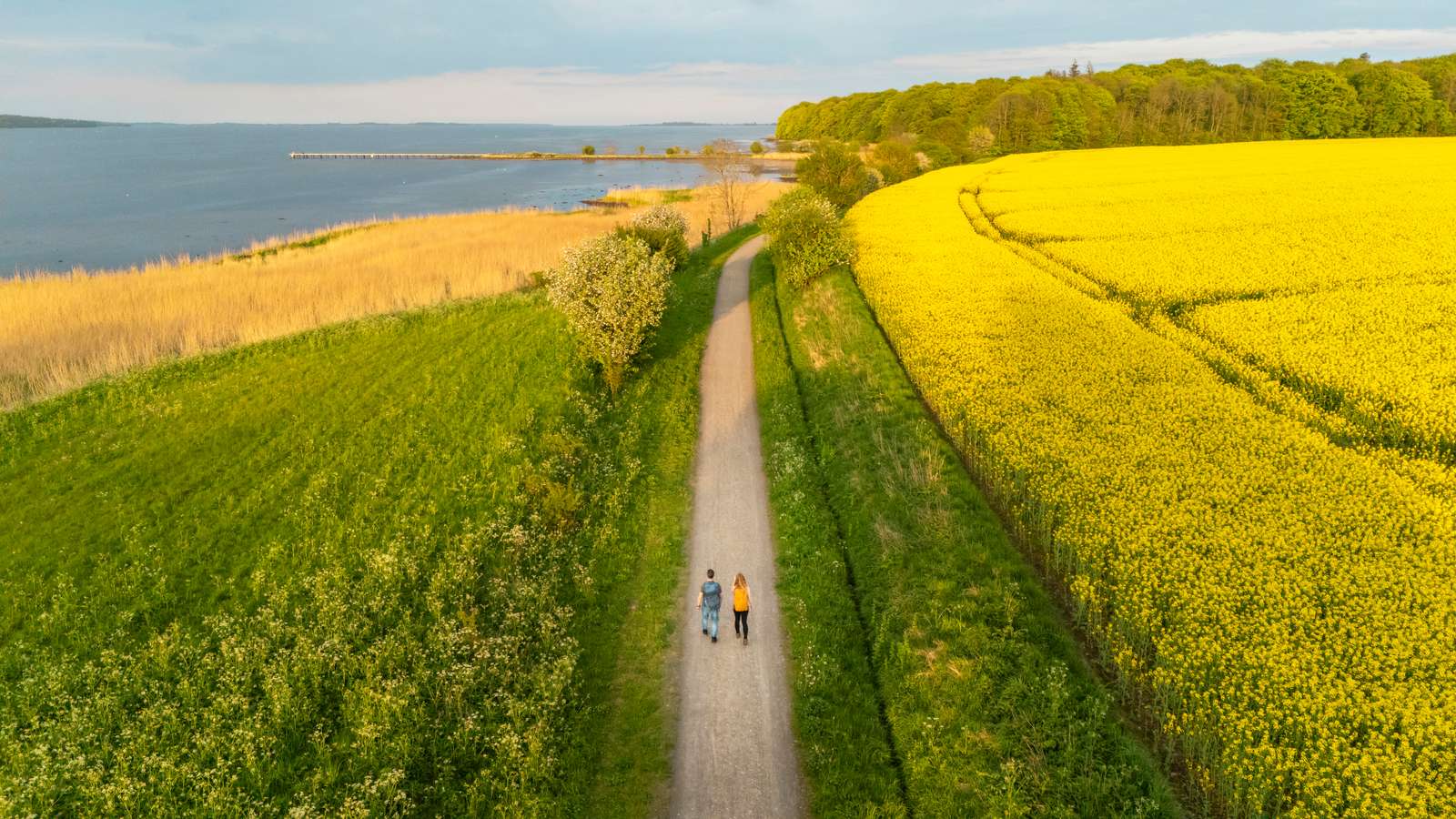 Dronefoto af en mand og en kvinde som går på Planetstien i Horsens med rapsmarker og Boller Skov i baggrunden