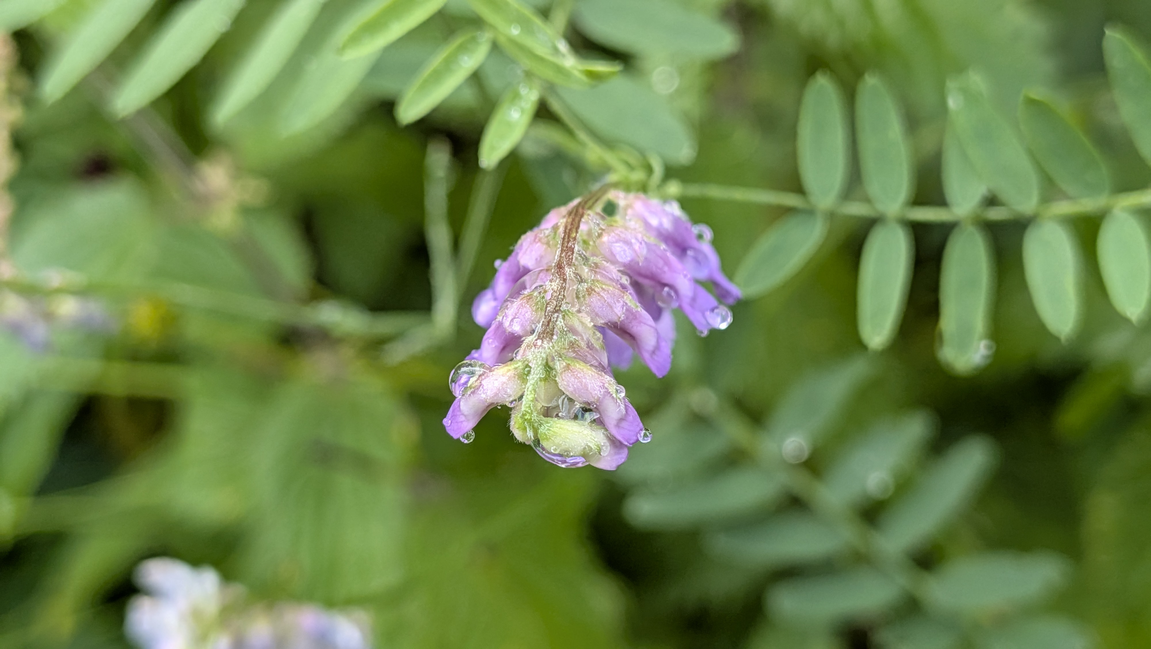 Regnvåd musevikke blomst