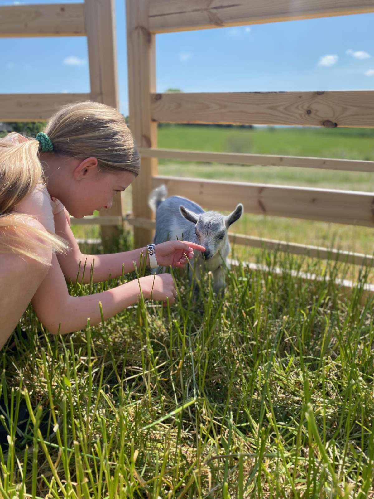 Pige rører et gedekid i en indhegning på landet