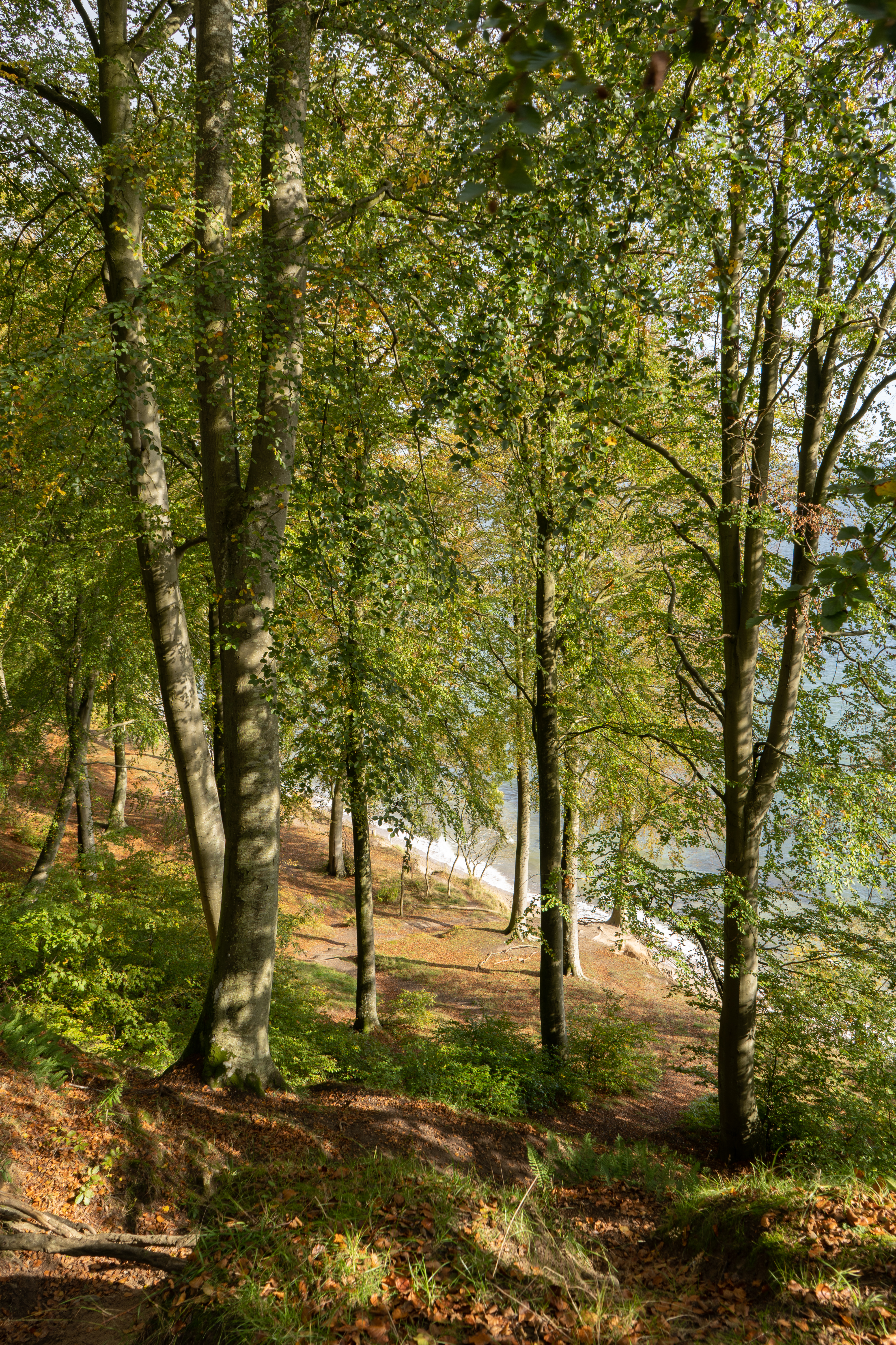 Skrænt ved Staksrode Skov ned til Vejle Fjord