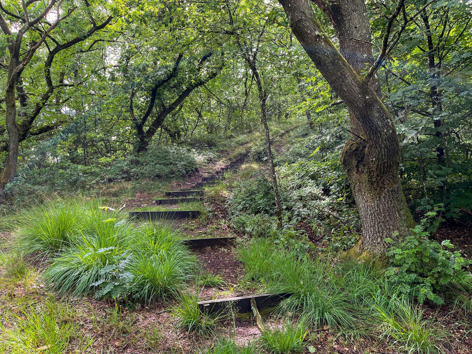 En trappe i naturen før op til bakke i Tinnet Krat