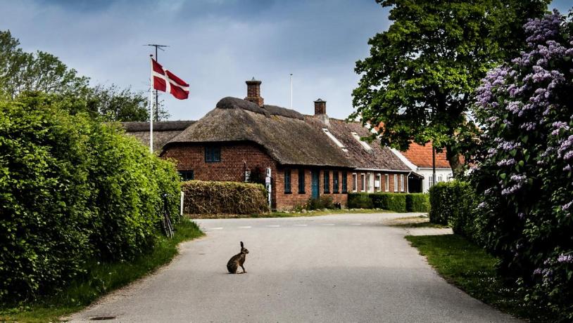 Wild Rabbit on Endelave