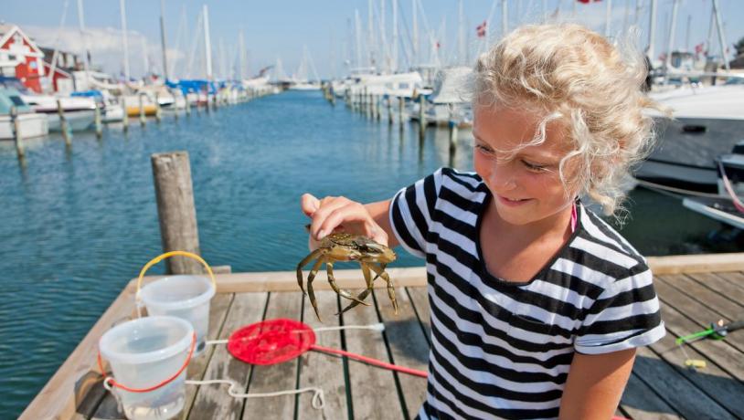 Girl is catchin crabs on the harbour in Juelsminde