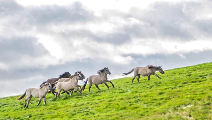 Wild horses inNørrestrand Horsens