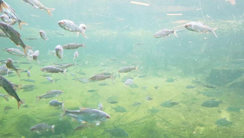 Fish swimming underwater in the river Gudenåen