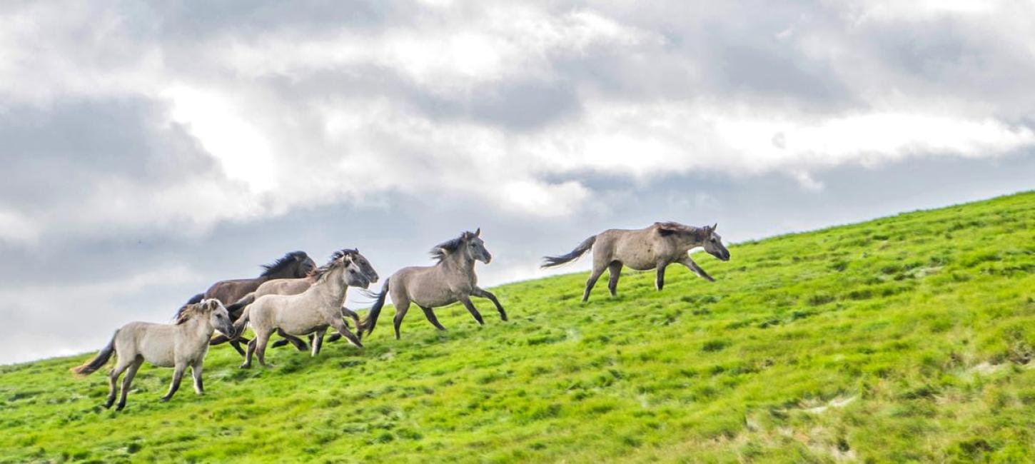 Wild horses inNørrestrand Horsens