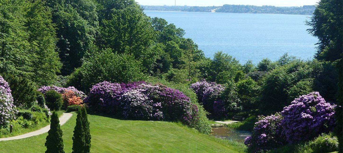 Rhododendron bush in the park at Hotel Vejlefjord