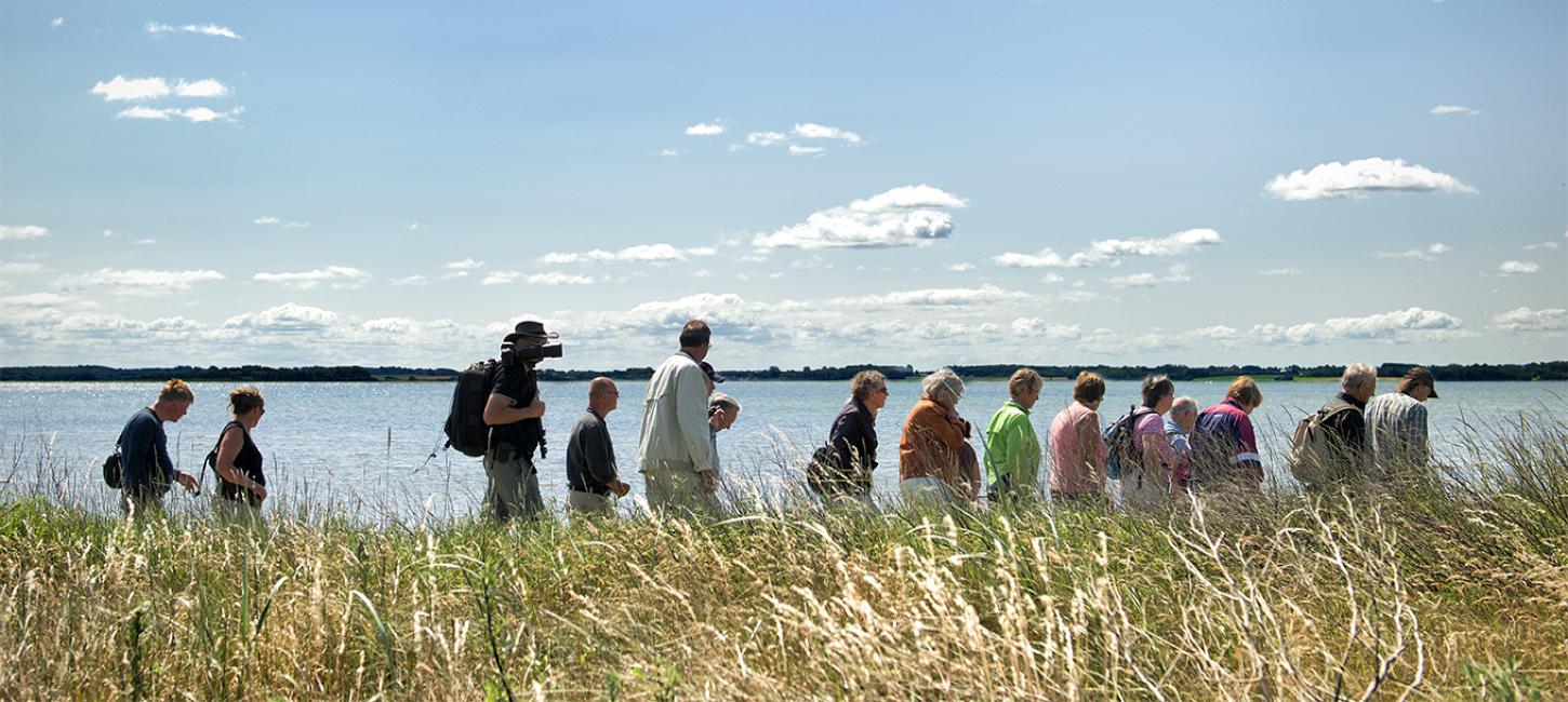 A large group walking on a guided trip along Horsens Fjord