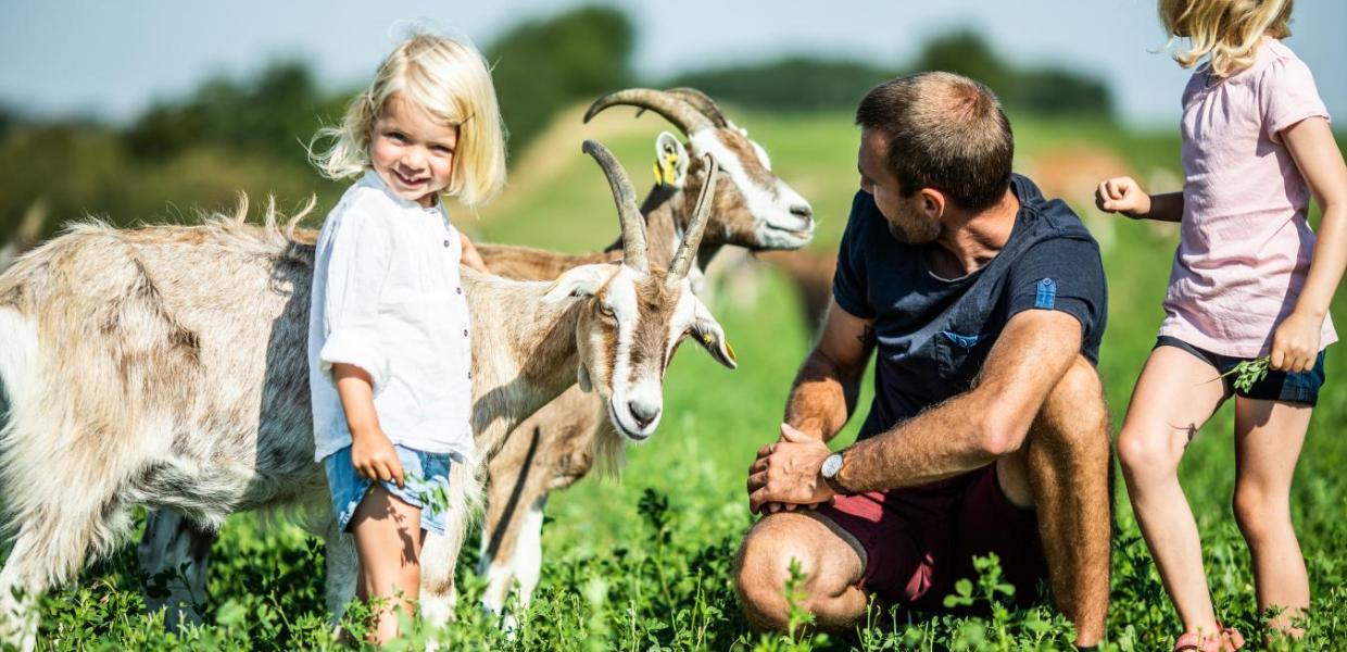 Dad and kids meeting the goats at Øko  Ged & Grønt