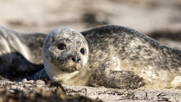 Seal at Hjarnø beach