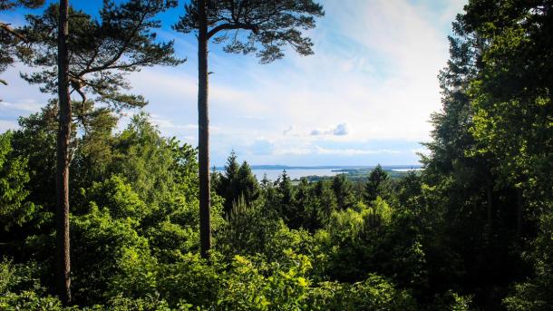Sondrup forest a Viewing point where you can see Horsens Fjord