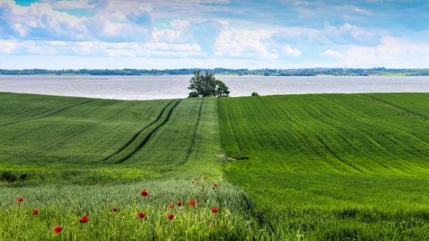 Sondrup Hills with fields and poppies