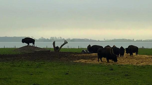 Bison farm on Alrø