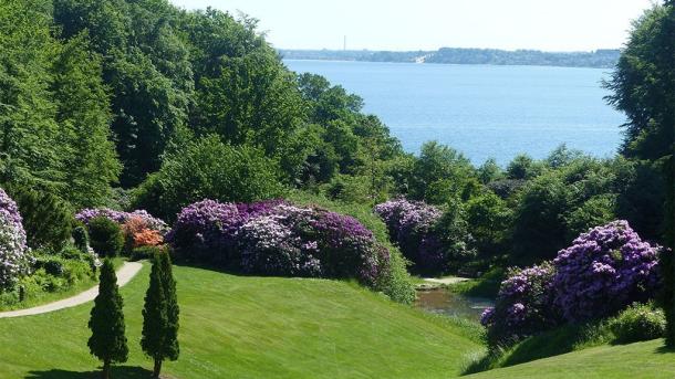 Rhododendron bush in the park at Hotel Vejlefjord