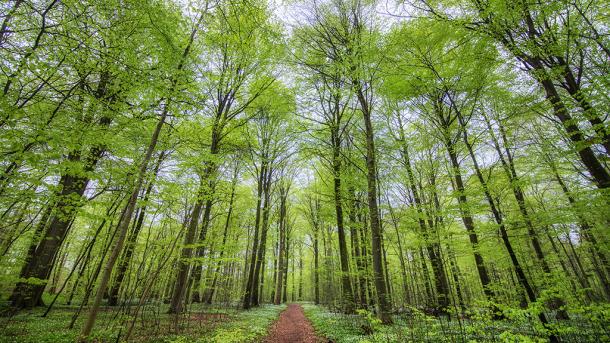 Treetops in Boller Forest near Horsens