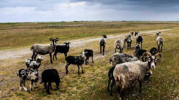 Goats eating grass on a path on Endelave