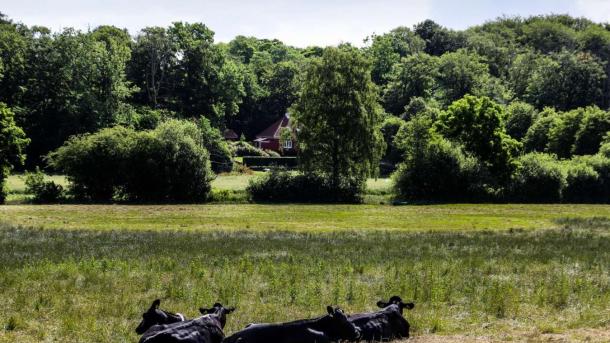 Cows lying in the grass at Ørting Marsh