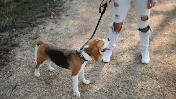 Beagle on a lead on a path