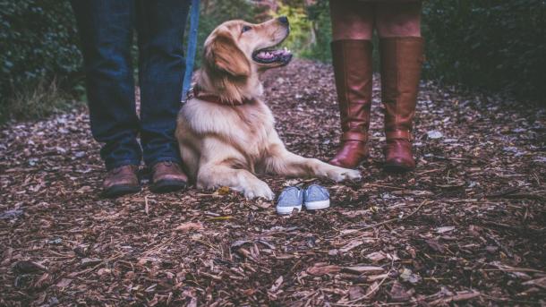 Dog lying at the feet of its owners on the forest path