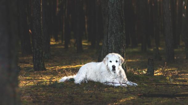 Dog lying on the forest floor between trees