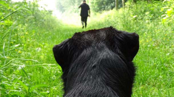 Dog lying on the grass path in the forest looking at a man