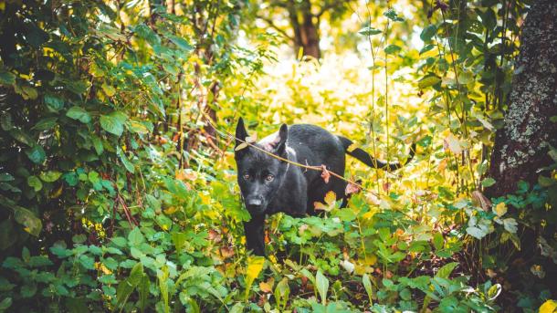 Dog walking in tall grass in the forest