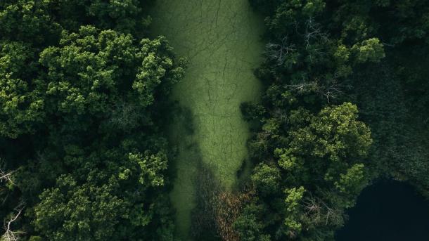 Aerial photo of the forest and marsh