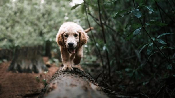 A dog running along a tree stump on the forest