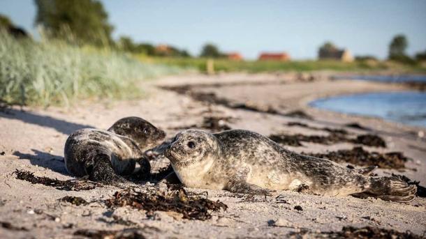 Two seals on Hjarnø beach in Horsens Fjord