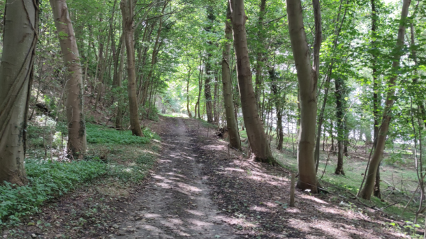 Forest trail in Rohden Sønderskov