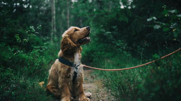 Cockerspaniel sidder på sti i en skov