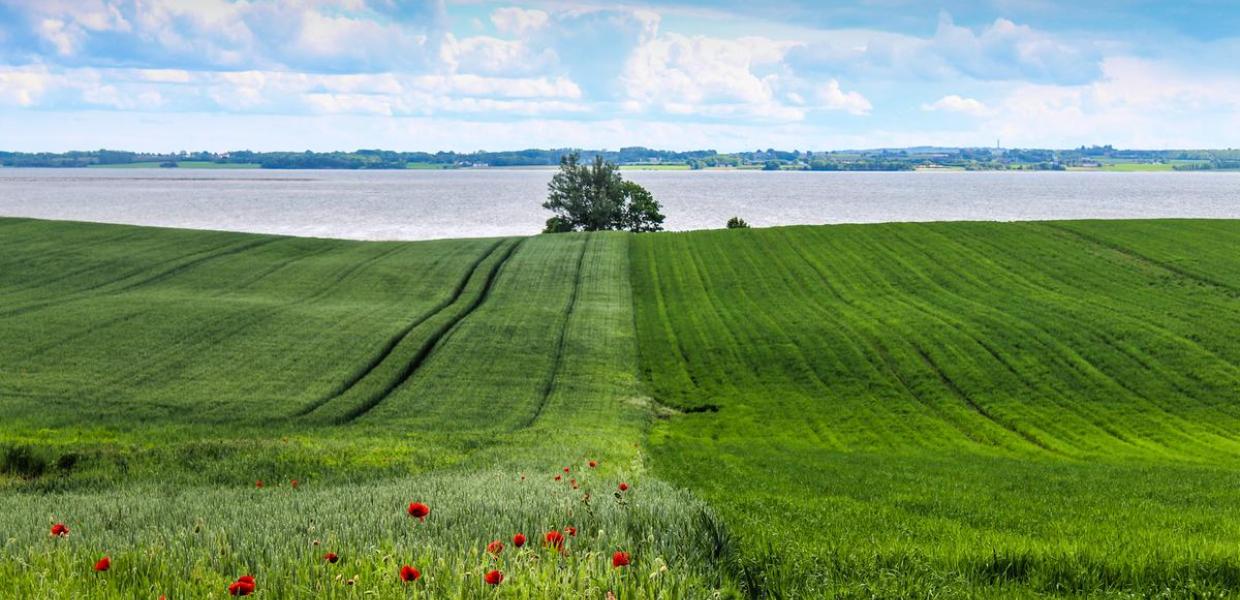 Sondrup Hills with fields and poppies