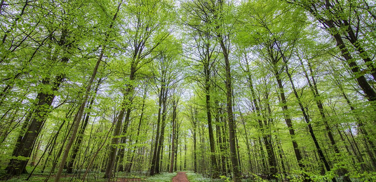 Treetops in Boller Forest near Horsens