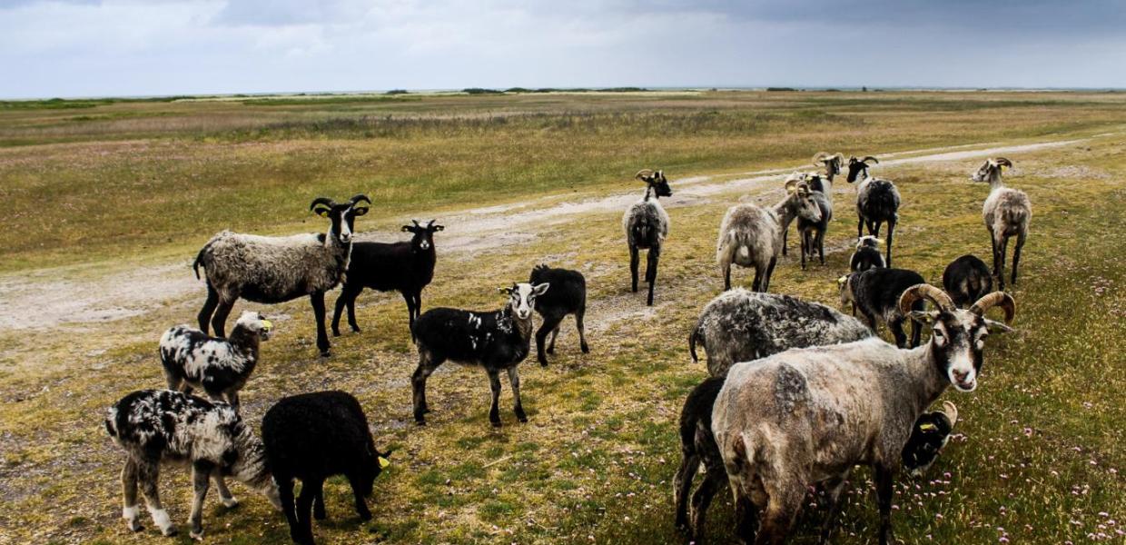 Goats eating grass on a path on Endelave