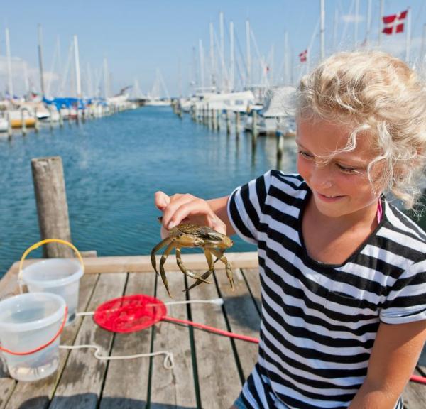 Girl is catchin crabs on the harbour in Juelsminde