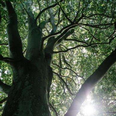 Treetop in the forest